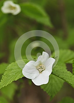 Close-up of a rhodotypos scandens flower