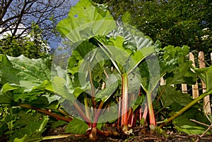 Close-up of Rhubarb