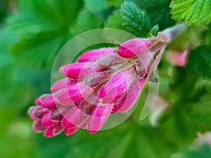 Close up of ribes sanguineum