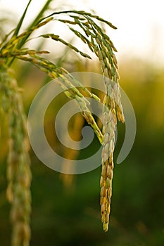 Close up rice ear in paddy farm