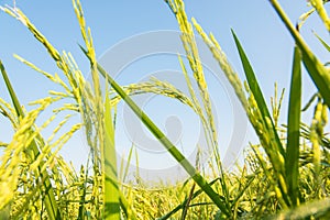 Close up rice field