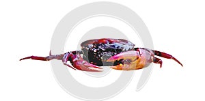 Close up rice field crabs or sayarmia freshwater isolated on white background , clipping path