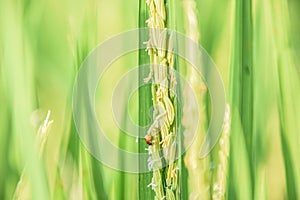 Close up of rice field, ladybug on Green rice on Beautiful Nature Background