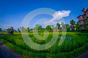 Close up of rice field in Sauraha
