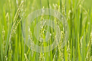 Close up of rice fields