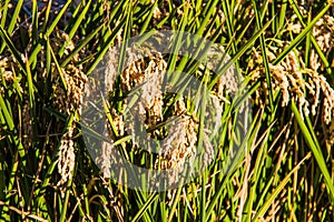 Close up of rice fields in La Albufera, Valencia, Spain