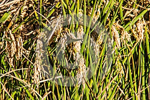 Close up of rice fields in La Albufera, Valencia, Spain