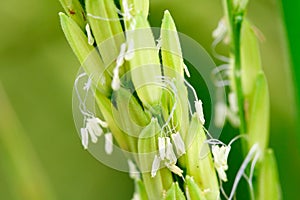 Close up rice flower