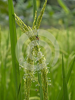 Close up rice flower with blur background