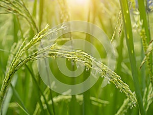 Close up rice flower with blur background photo