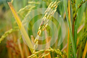 Close-up of rice, golden ears of rice