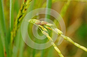 Close-up of rice, golden ears of rice
