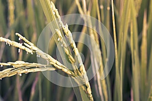 Close up rice paddy photo