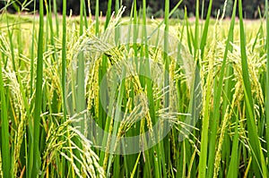 Close up rice plant