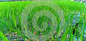 Close Up Rice Shoots