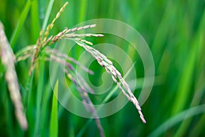 Close up Riceberry Rice on fields farming in thailand