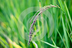 Close up Riceberry Rice on fields farming in thailand