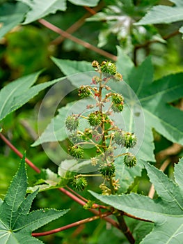 Close up of Ricinus communis