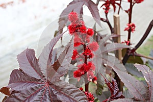 Close-up of Ricinus communis the castorbean or castor-oil-plant with purplish leaves