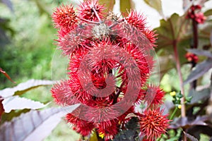 Close-up of Ricinus communis the castorbean or castor-oil-plant with red spiny capsules