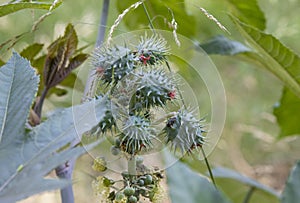 Close-up of Ricinus communis, a plant of the Euphorbiaceae family native to Africa, from which castor oil is extracted