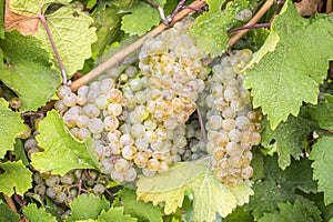 Close up of Riesling White Wine Grapes #2 photo