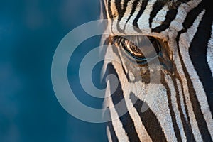 Close-up of right eye of Grevy zebra