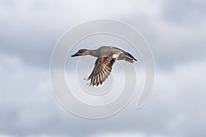 Close up of right to left flying Gadwall, Mareca strepera, in beautiful plumage during mating season