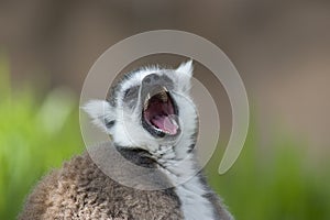 Close up of a Ring tailed Lemur