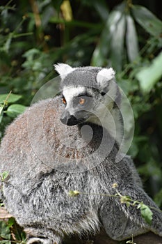 Close up of a Ring tailed lemur.