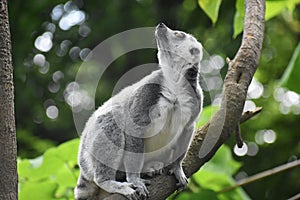Close up of a Ring tailed lemur.