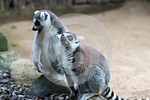 Close up of a ring-tailed lemur in Bali Zoo, Indonesia.