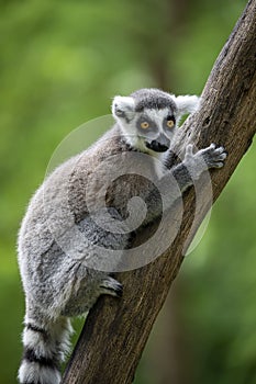 Close up of Ring Tailed Lemur