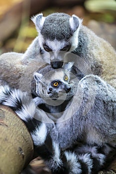Close up of Ring Tailed Lemur