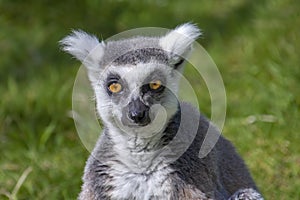 Close-up of a ring-tailed lemur, looking straight into the lens