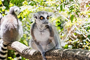 Close up of a ring-tailed lemur, portrait of Lemur.