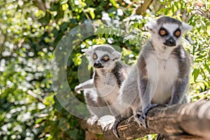 Close up of a ring-tailed lemur, portrait of Lemur.