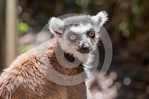 Close up of a ring-tailed lemur, portrait of Lemur.
