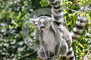Close up of a ring-tailed lemur, portrait of Lemur.