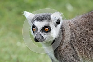 Close up of a ring-tailed lemur