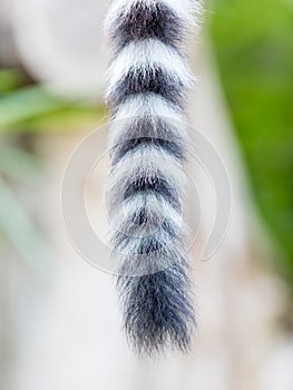 Close up of a ring-tailed lemur tail texture