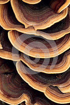 Close up of ringed polypore fungus