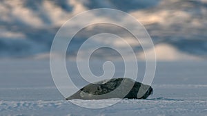 Close up of Ringed seal resting on an ice floe