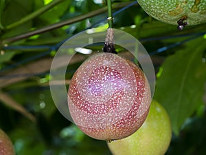 Close up rip and raw of Passion Fruit on tree