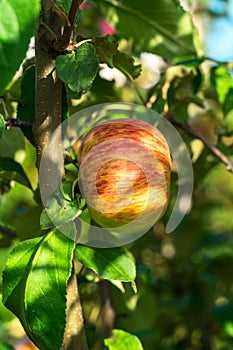 Ripe apple Fruit Growing On The Tree summer time