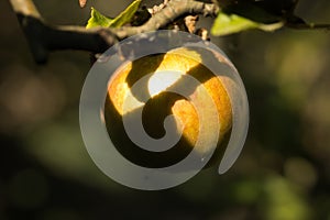 apple on a tree among the leaves under the sun