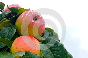 Close up of ripe apples in dewdrops hang on a branch among green foliage. Apple trees in the garden after the rain