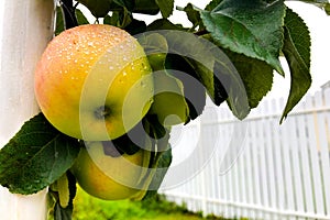 Close up of ripe apples in dewdrops hang on a branch among green foliage. Apple trees in the garden after the rain