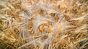 Close-up of ripe barley field. Hordeum vulgare. Summer rural farming background