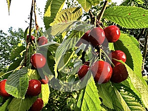 Red cherries on a branch